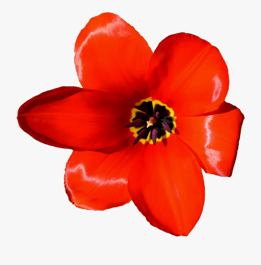 Flower Tulip Petal Microsoft Powerpoint Presentation - Lily Family, Transparent Clipart