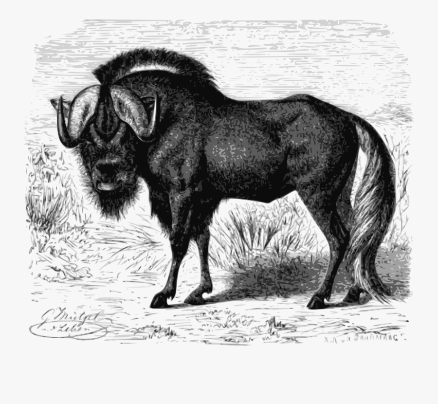 Has Been Seen Cannot Be Unseen Example, Transparent Clipart