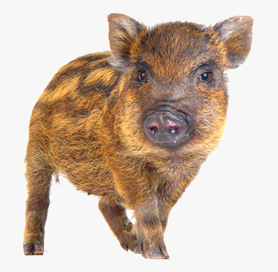 Wild Boar Piglet Png, Transparent Clipart