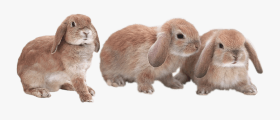 Angel - Bunnies Transparent, Transparent Clipart