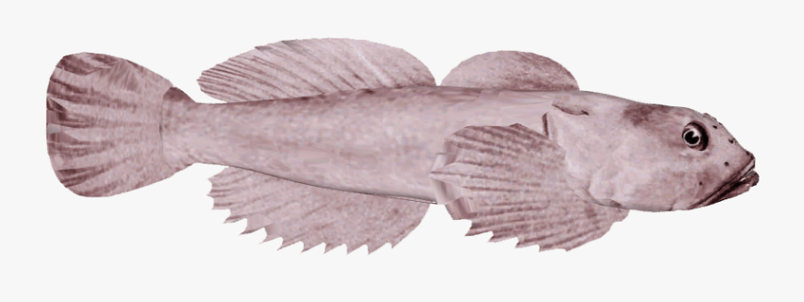 Pomacentridae, Transparent Clipart