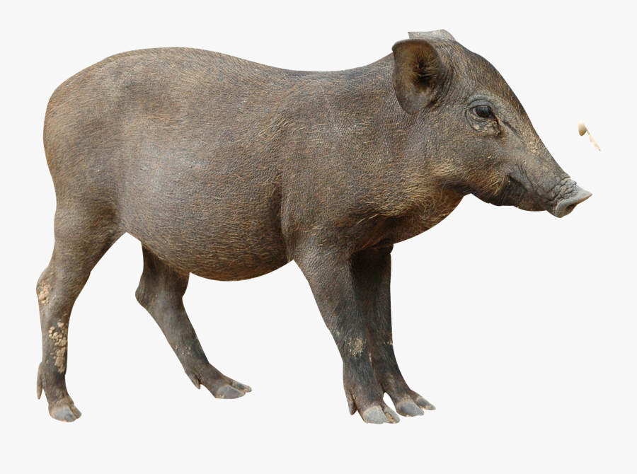 Asian Animals, Transparent Clipart