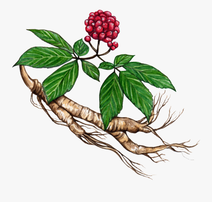 Draw Ginseng, Transparent Clipart