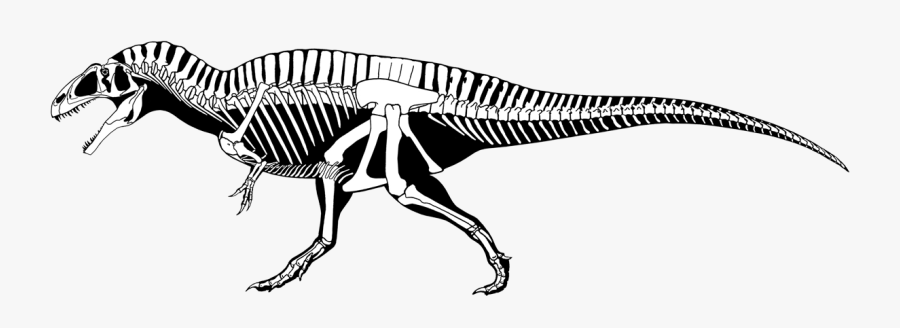 Dinosaur Drawing Skeleton - Acrocanthosaurus Scott Hartman, Transparent Clipart