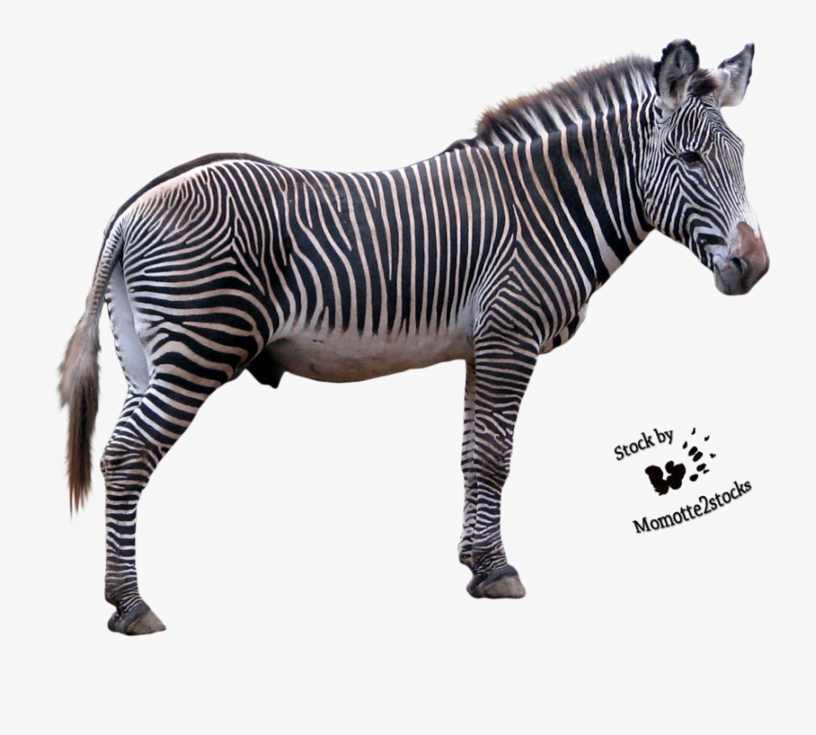 Grevy"s Zebra Transparent - Zebra With Clear Background, Transparent Clipart