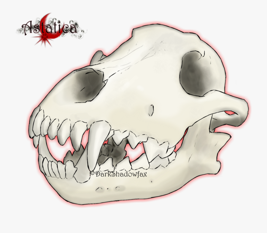 Snout Jaw Mouth Skull Cartoon - Giant Freshwater Stingray, Transparent Clipart