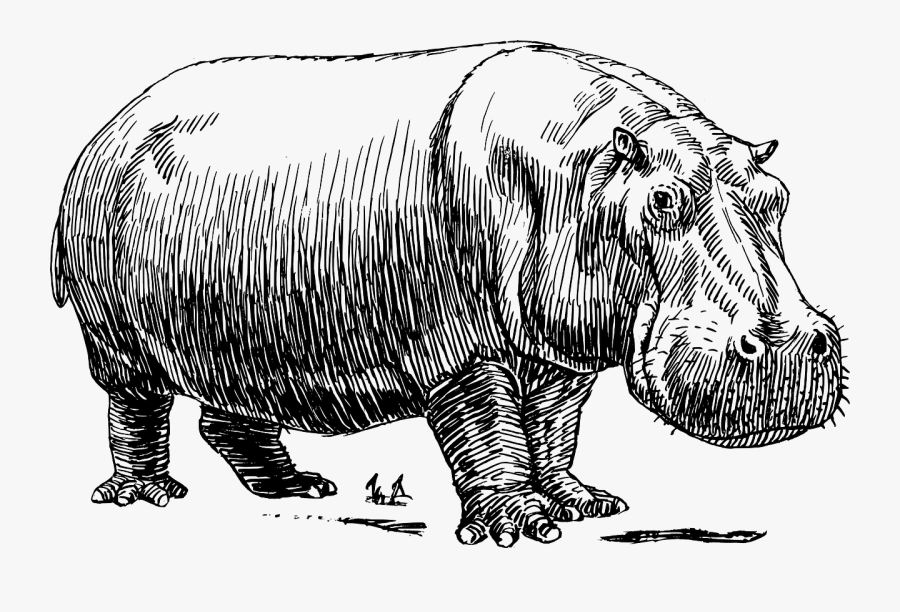 Clip Art And Belly Vktry - Hippo Black And White, Transparent Clipart