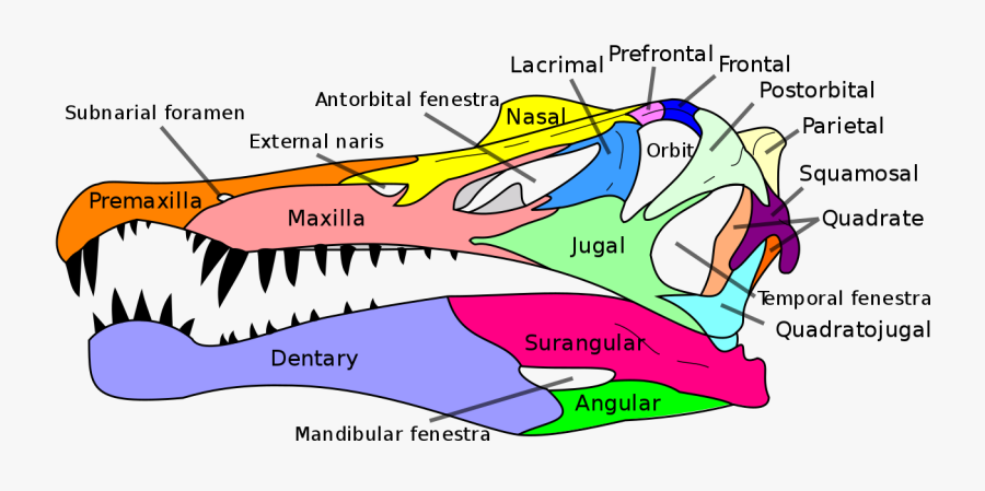 Spinosaurus Skull Diagram, Transparent Clipart