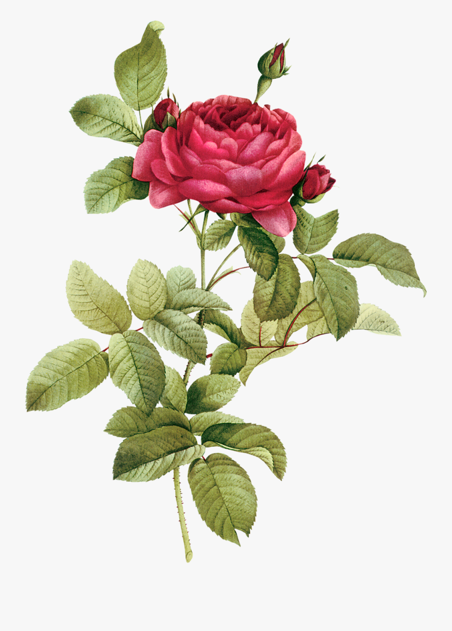 Buds Png - Stylish Hidden Face Dp, Transparent Clipart