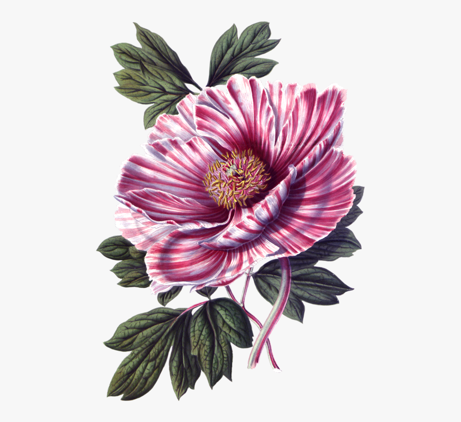 Фото, Автор ✿lili@ ✿ На Яндекс - Peony, Transparent Clipart