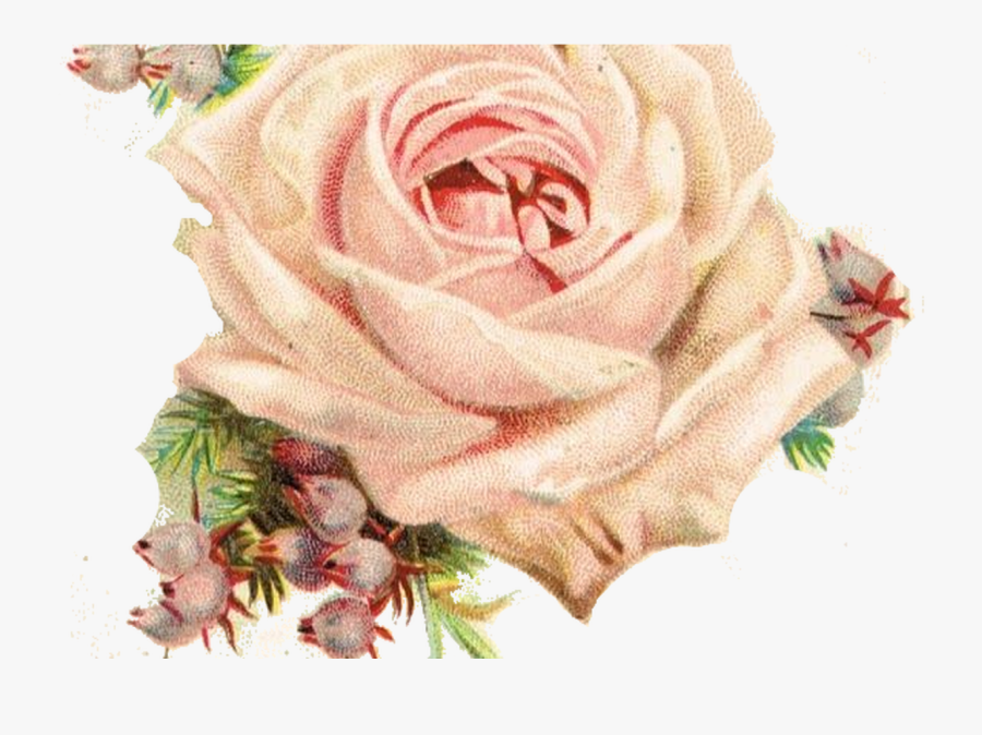 Transparent Vintage Seed Packets Clipart - Transparent Background Vintage Flowers Png, Transparent Clipart