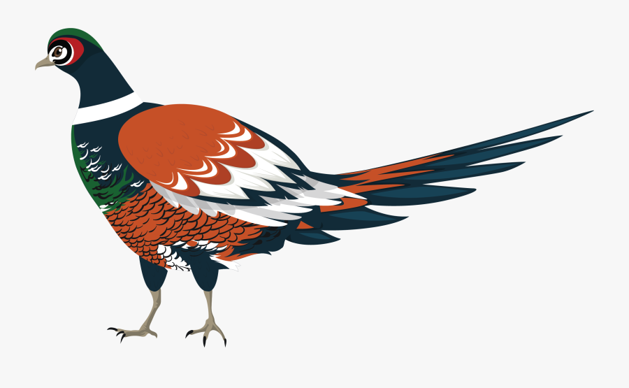 Turkey, Transparent Clipart