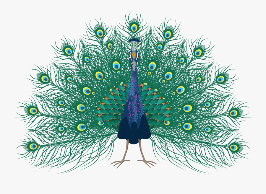 Peafowl, Transparent Clipart