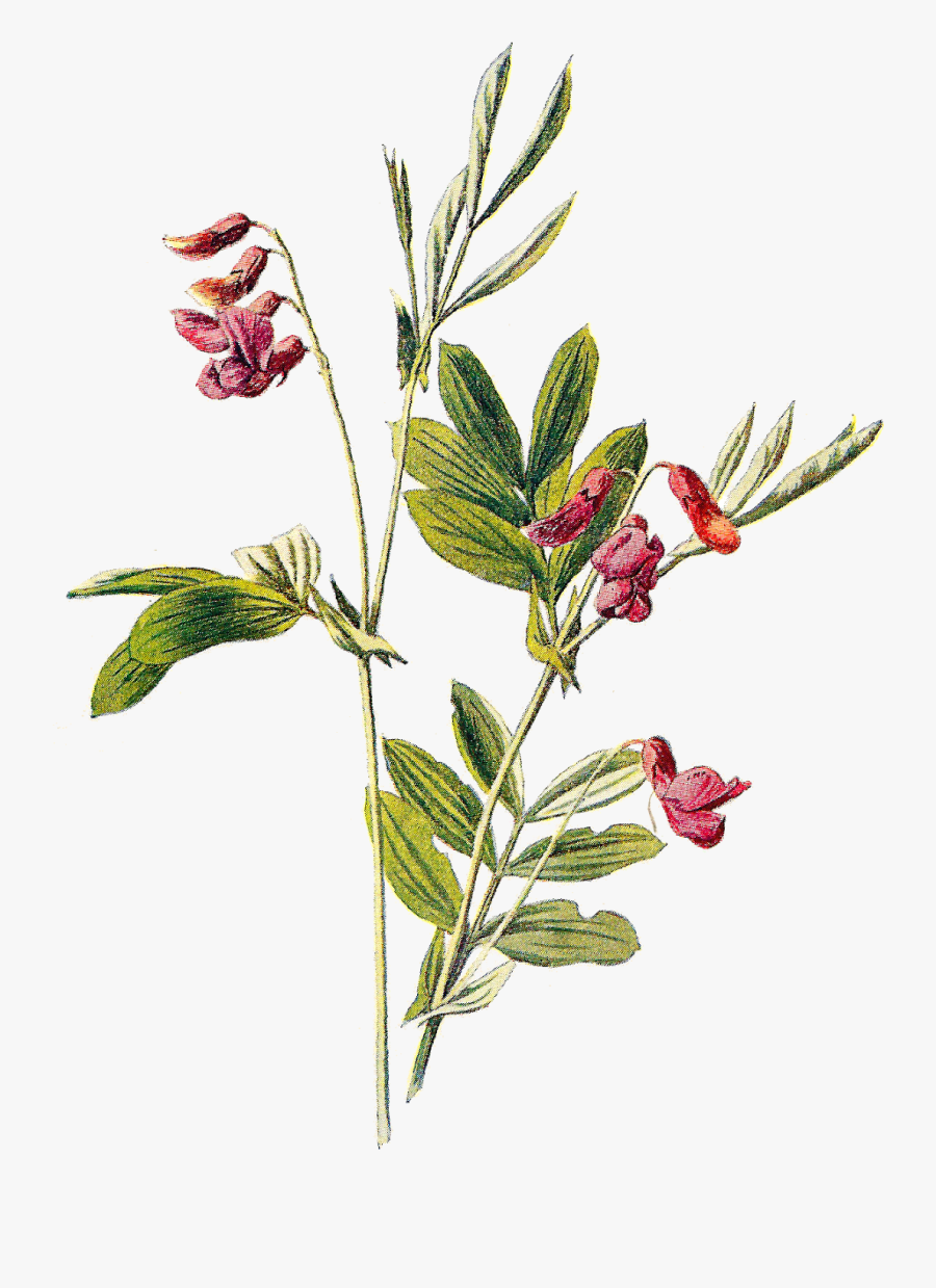 Ononis, Transparent Clipart