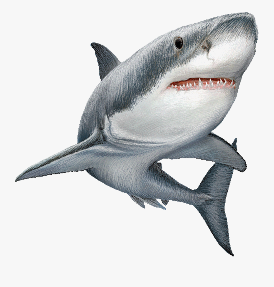 Great White Shark Clip Art Image Illustration Real Shark Clip