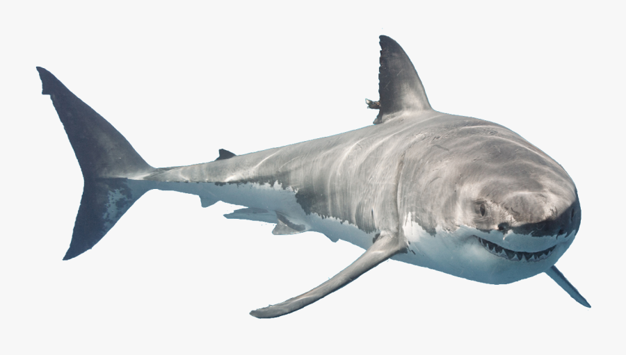 Great White Shark Downtown Aquarium Tiger Shark Public - Shark, Transparent Clipart
