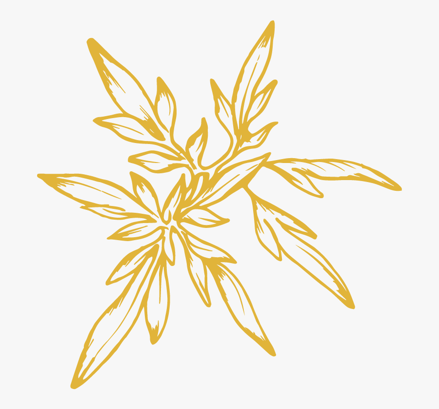 Picture - Illustration, Transparent Clipart