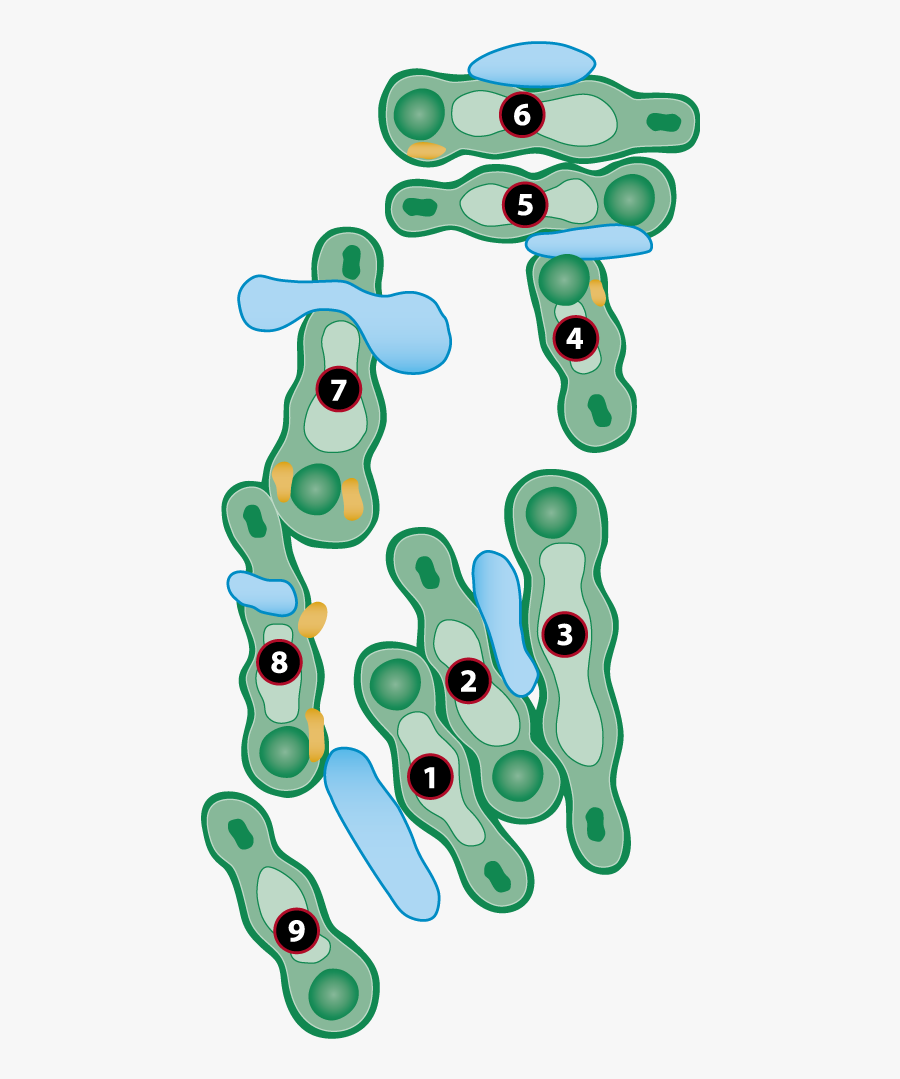 Clip Art, Transparent Clipart