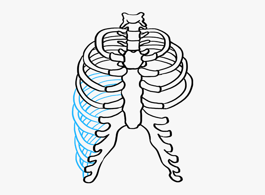 How To Draw Rib Cage - Easy Drawing Of Rib Cage, Transparent Clipart