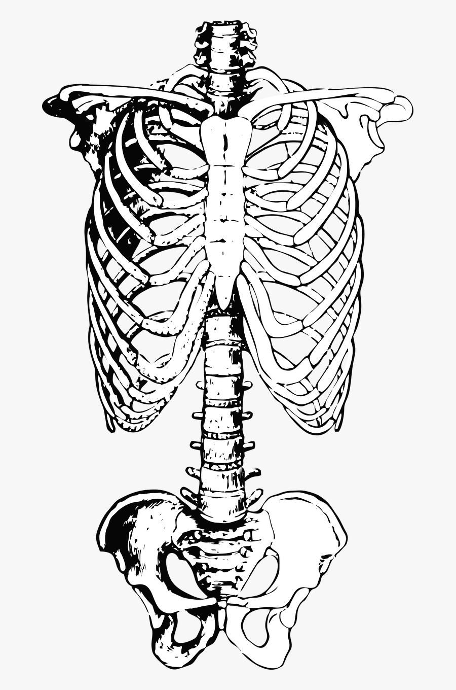 Skeleton Ribs Anatomy Free Picture - Skeleton Of The Trunk, Transparent Clipart