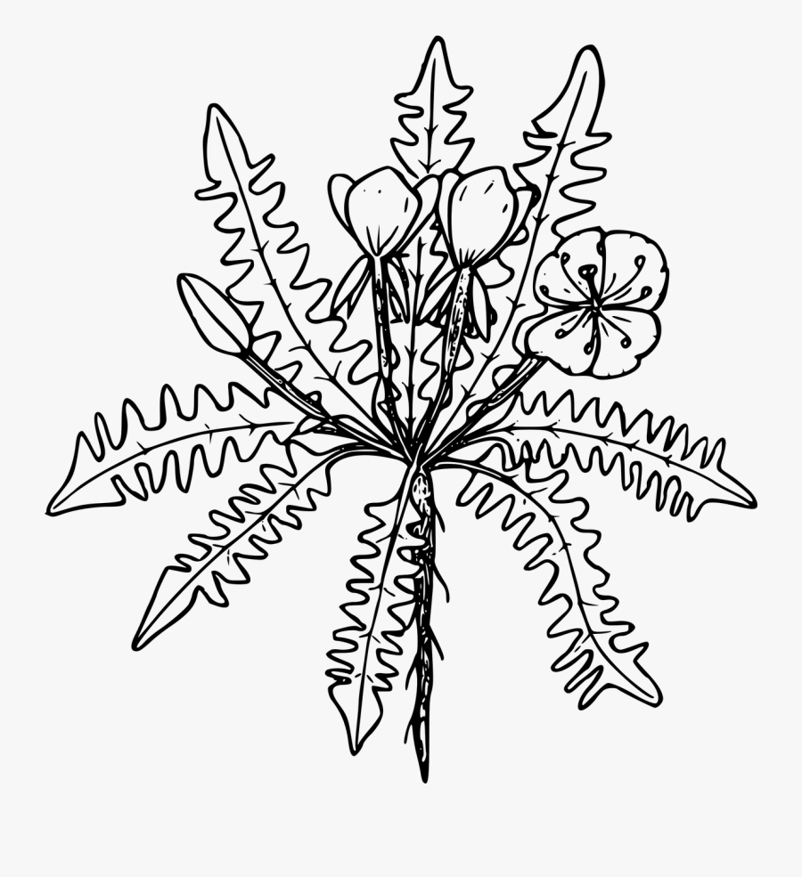 Clip Art, Transparent Clipart