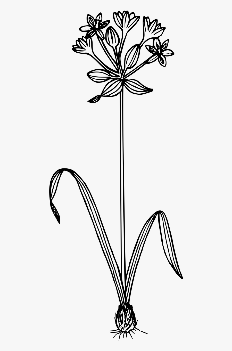 Wildflower Transparent, Transparent Clipart