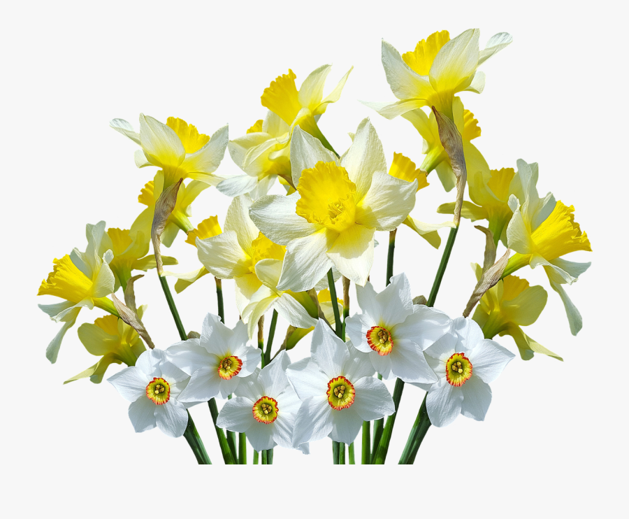 Wild Daffodil Flower - Transparent Daffodils Png, Transparent Clipart