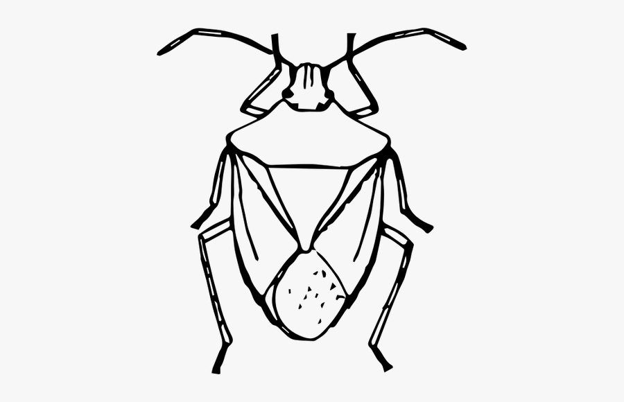 Stink Bug - Draw A Stink Bug, Transparent Clipart