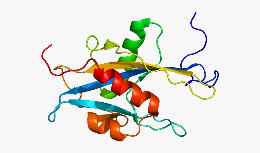 Protein Mutyh Pdb - Muty Gene Structure, Transparent Clipart