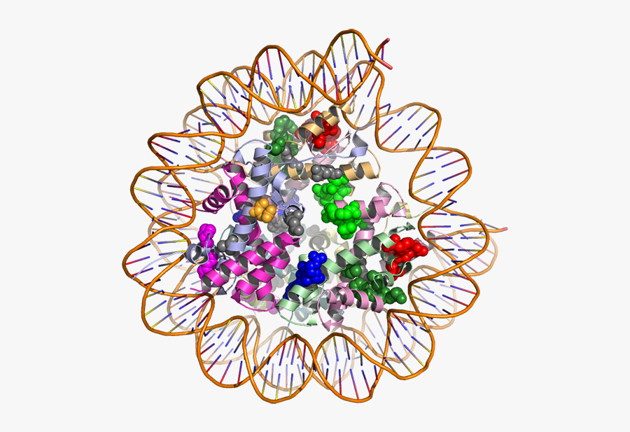 3d Protein Structure Article - Conclusion Of Protein Structure, Transparent Clipart
