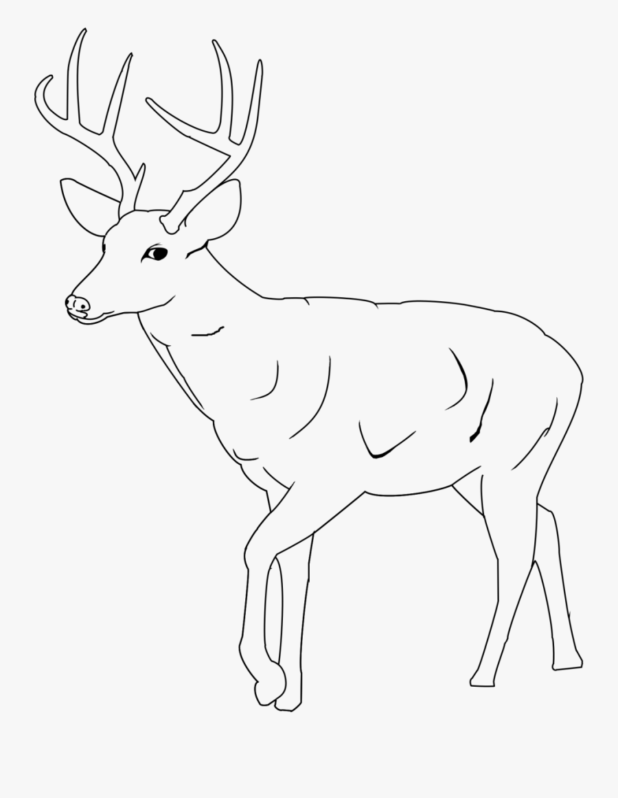 Blackboard Drawing Deer - Easy Mule Deer Drawings, Transparent Clipart