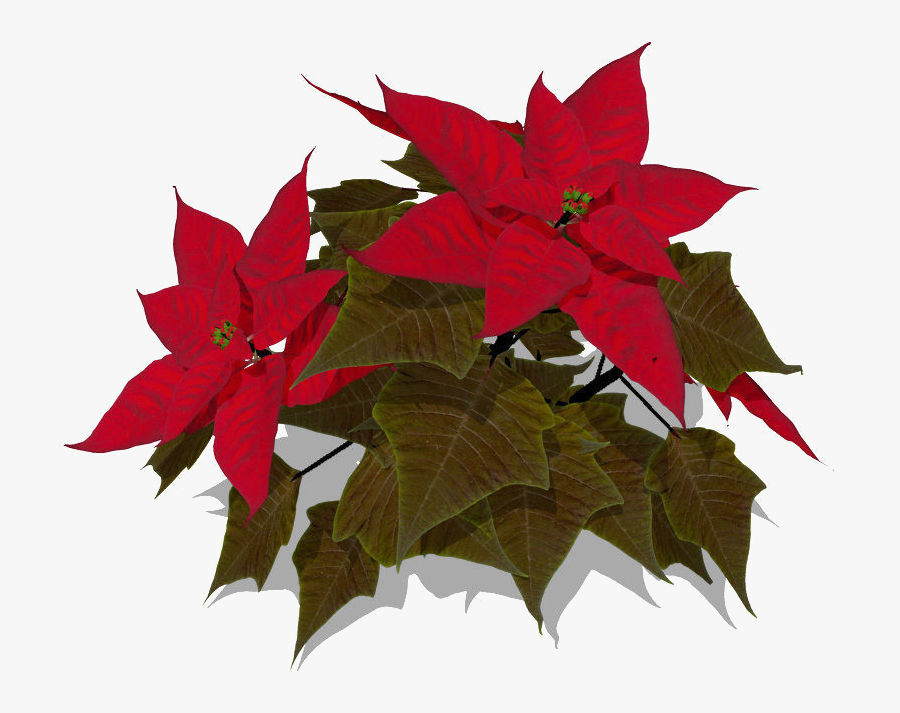 Poinsettia Transparent Clip Art - Maple Leaf, Transparent Clipart