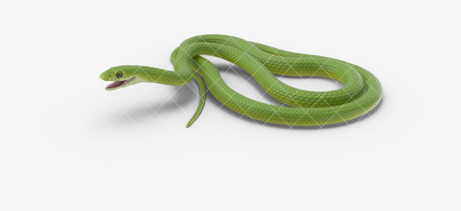 Clip Art Green Rat Snake - Green Snake Png, Transparent Clipart
