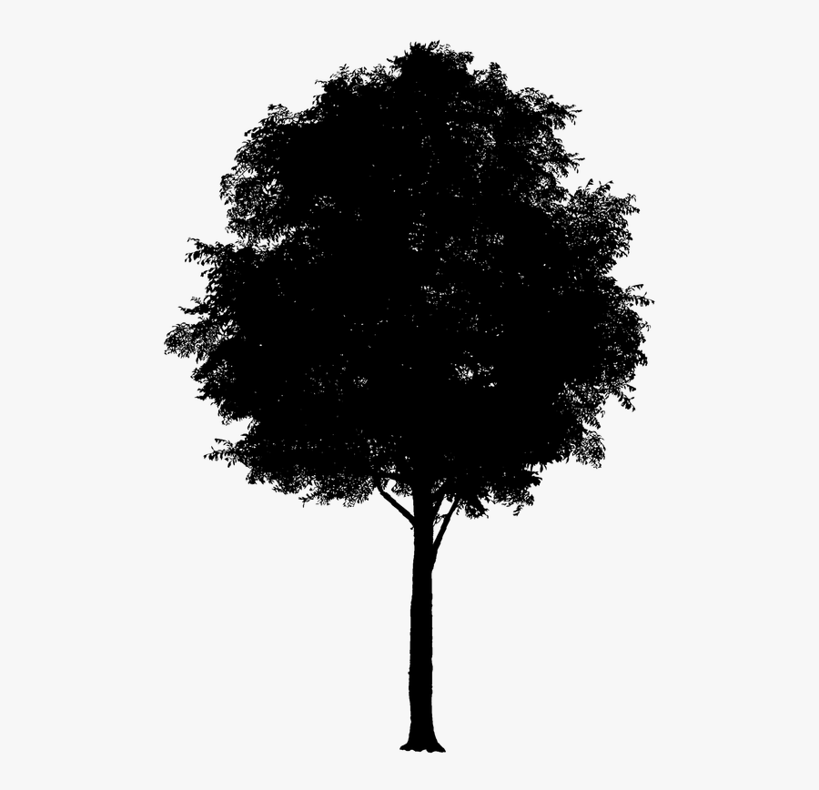 Cherry Blossom Clip Art Tree Cherries - Tree, Transparent Clipart