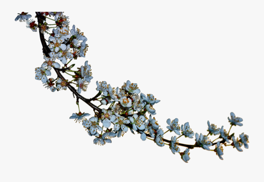 Plant,flower,blossom - Cherry Blossom Silhouette Png, Transparent Clipart