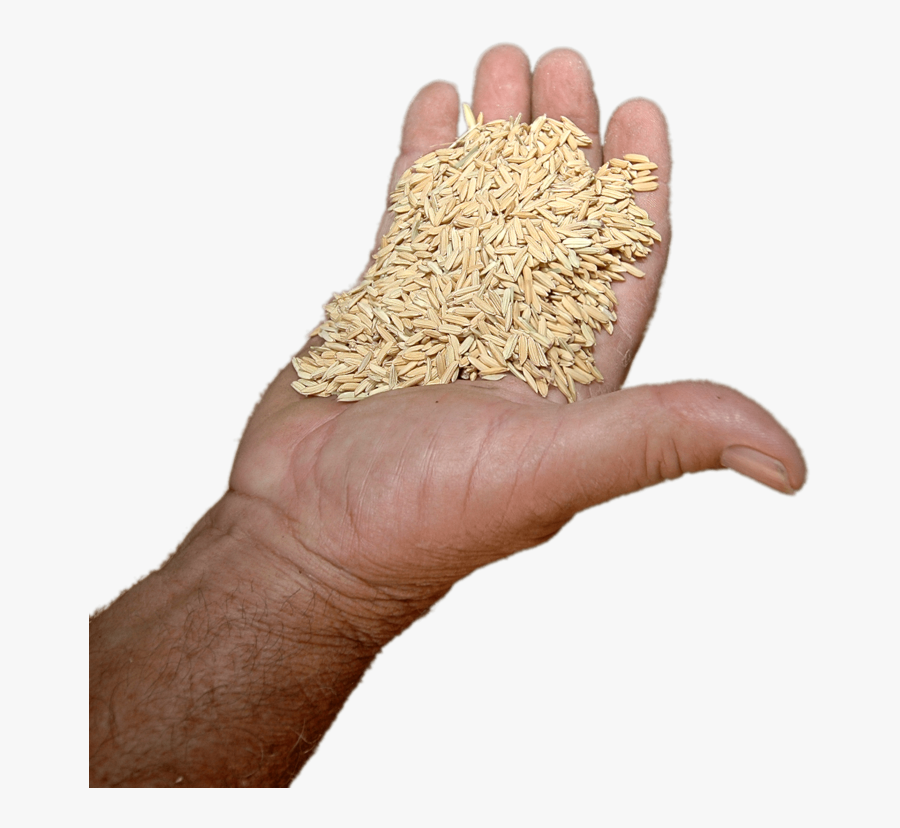 Rice In Hand Png, Transparent Clipart