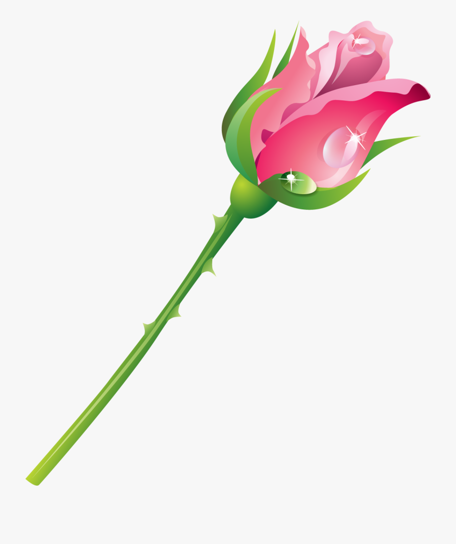 Hybrid Tea Rose, Transparent Clipart