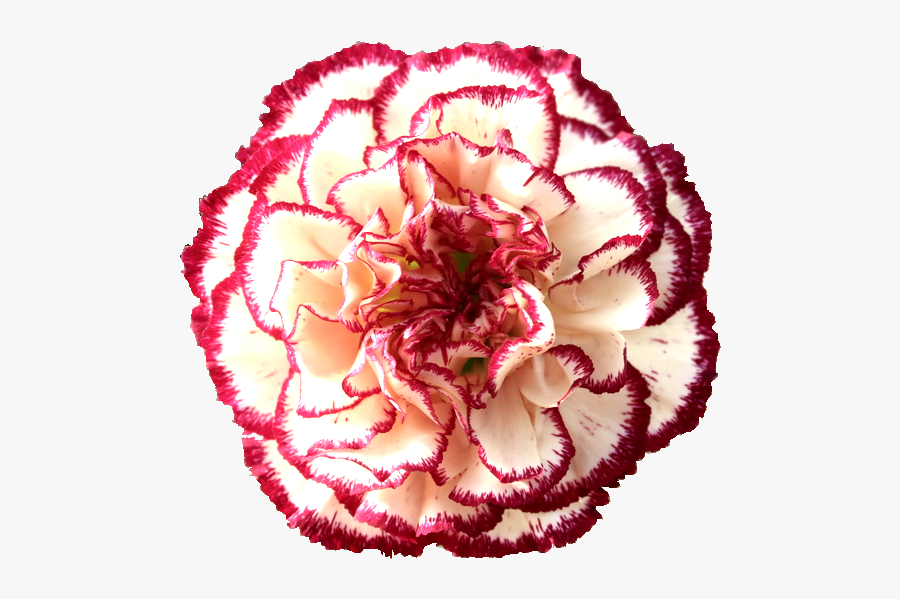 Clavel Flor Nacional De España, Transparent Clipart