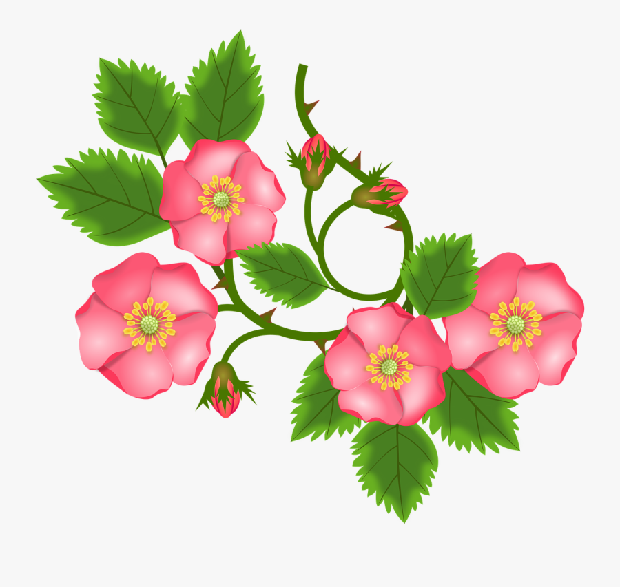 Rose Tendril, Bush Rose, Entwine, Branch, Bud, Leaves - Bushes Flower Clipart, Transparent Clipart