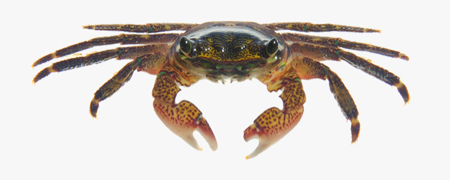 Crabs Drawing Hermit Crab - Tide Pool Crabs Transparent Background Png, Transparent Clipart