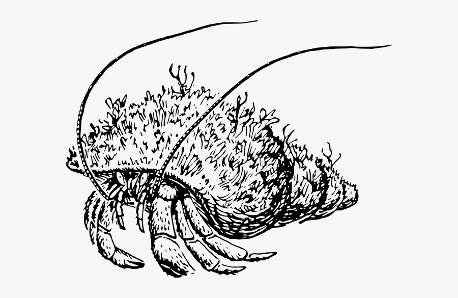 Animal, Crab, Crustacean, Hermit, Ocean, Sea - Cangrejo Ermitaño Dibujo, Transparent Clipart