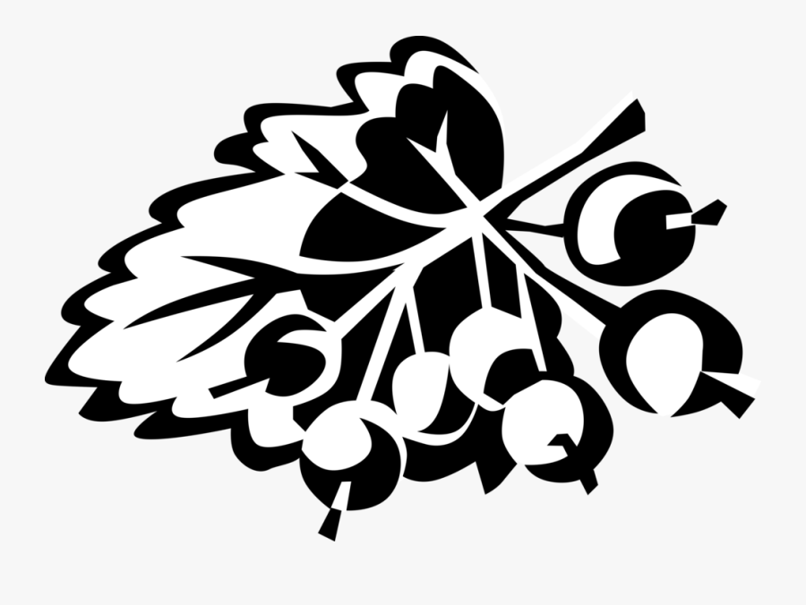 Vector Illustration Of Currant Edible Small Seedless - Ovoce Peckovice Malvice Bobule, Transparent Clipart