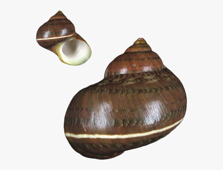 Hermit Crab Clip Art, Transparent Clipart