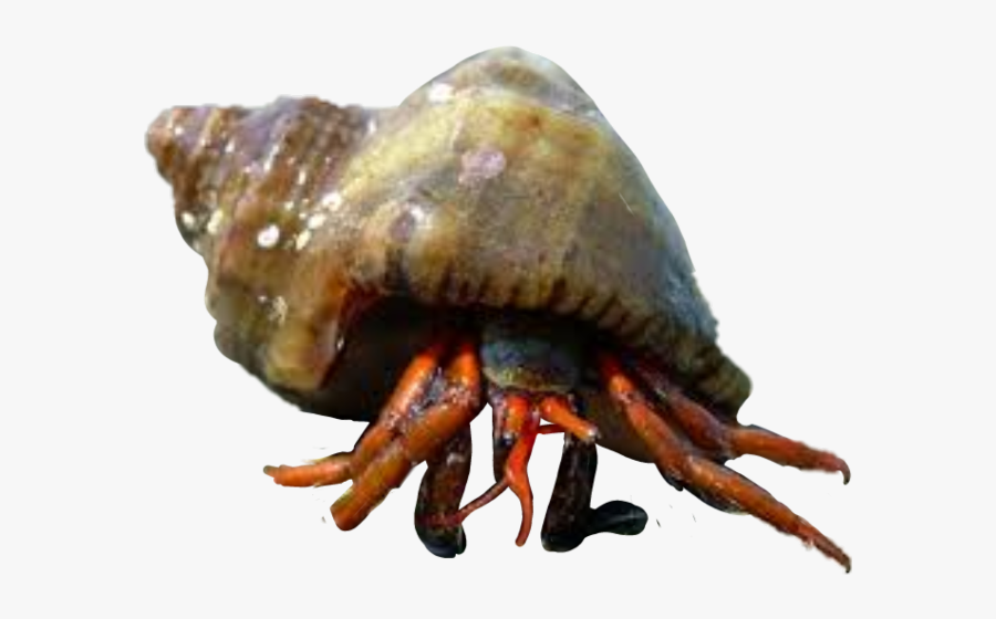 Hermit Freetoedit - Rapan, Transparent Clipart