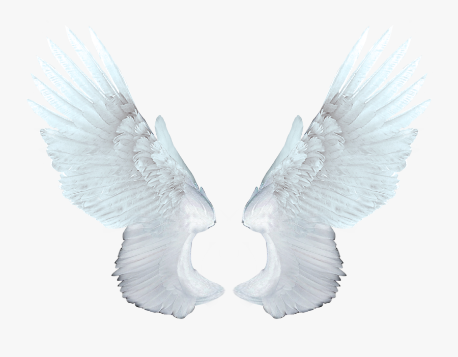 White Angel Wings Png - Angel Wings High Resolution, Transparent Clipart