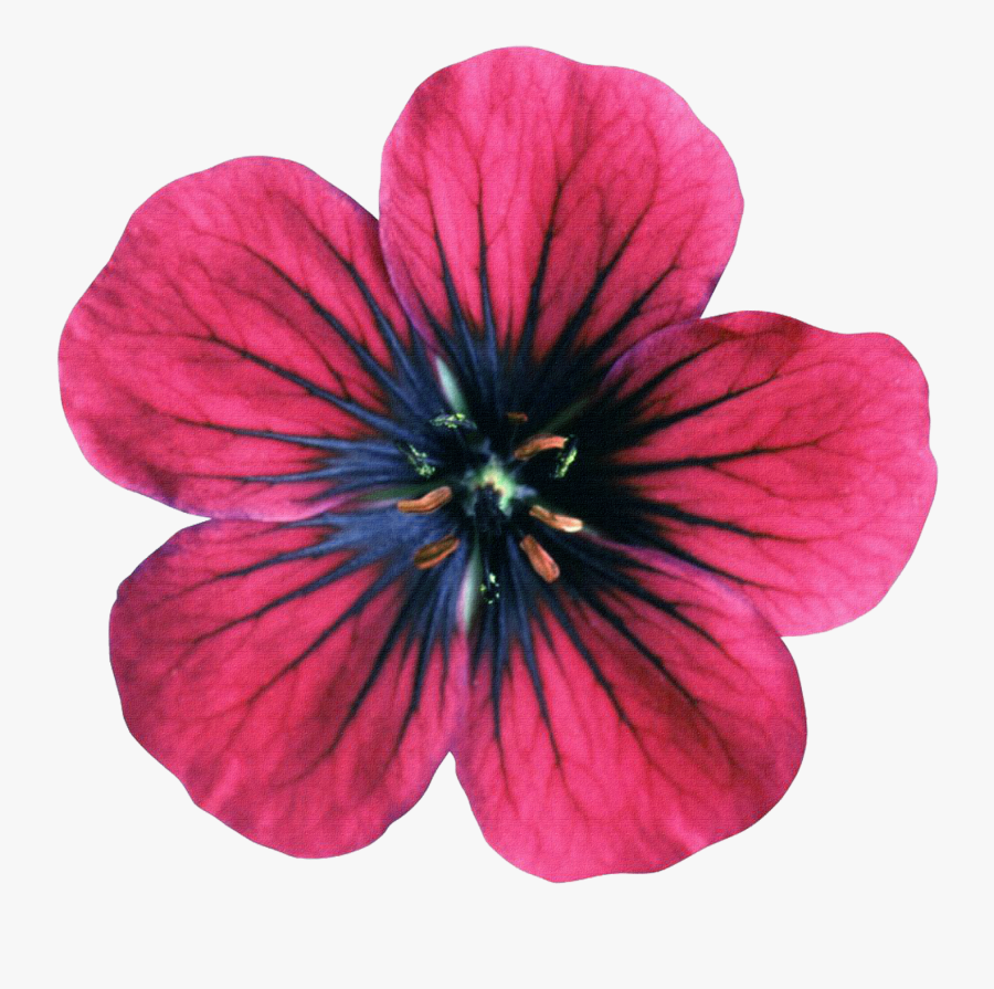 Geraniums Drawing Violet - Pink Flower, Transparent Clipart