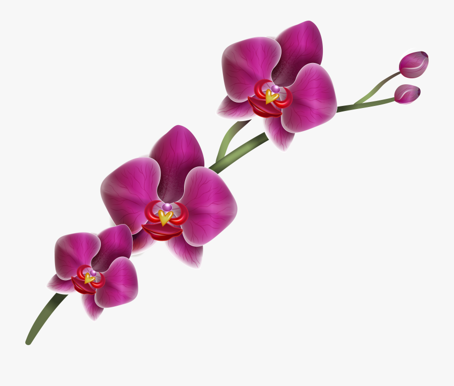 Drawing Orchid Purple, Transparent Clipart