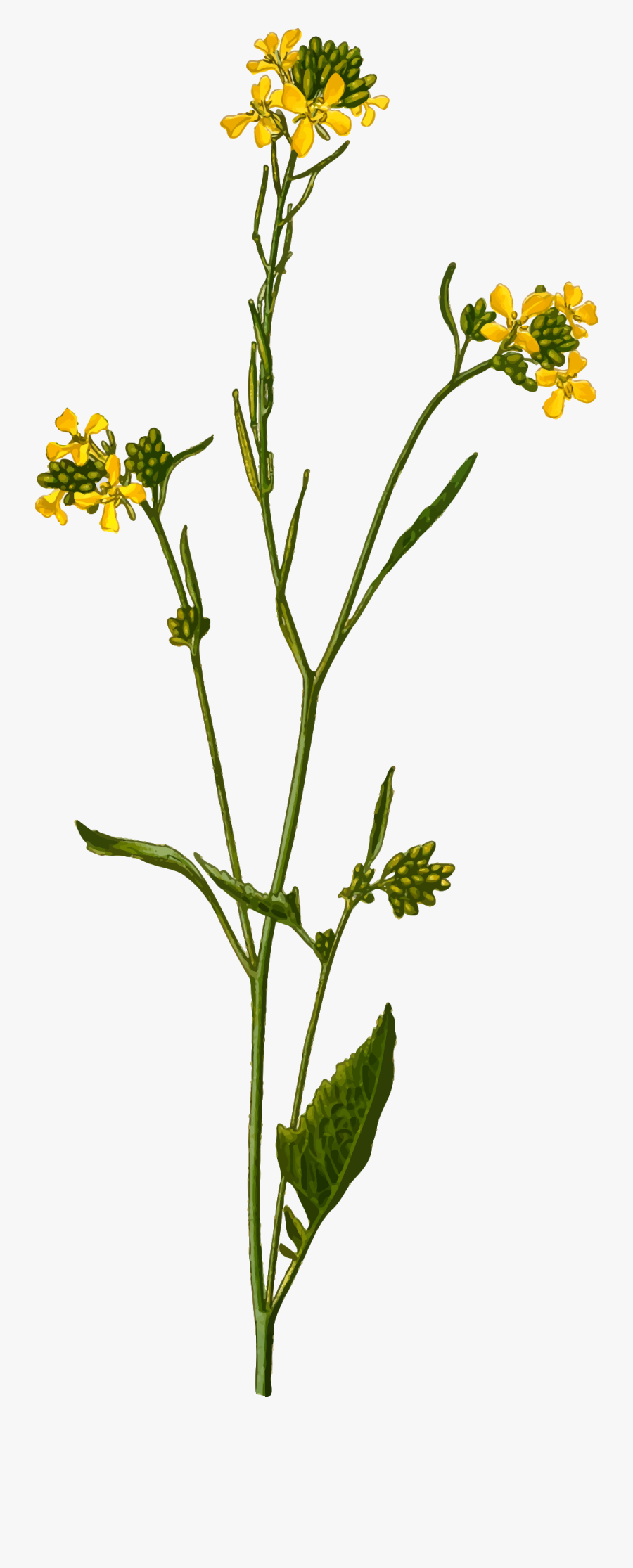 Mustard Seed Plant Drawing, Transparent Clipart