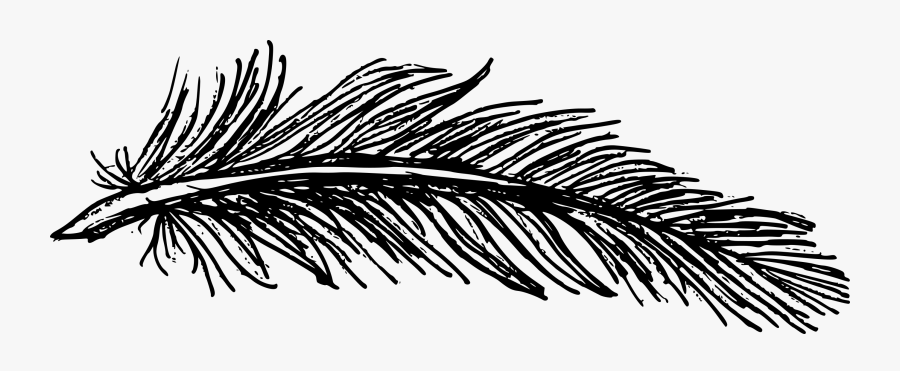 Feather And Tree Drawing, Transparent Clipart
