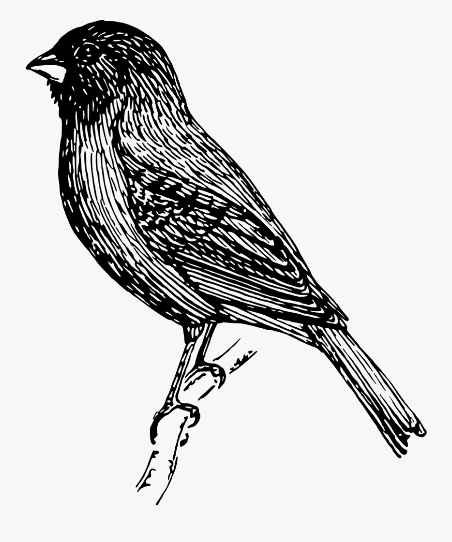 Indigo Bunting - Line Drawing Of Finch, Transparent Clipart